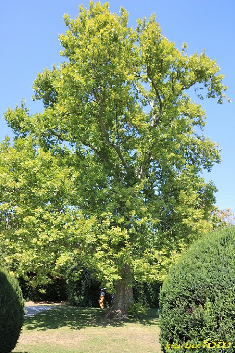 (673) baumriesen im schlosspark