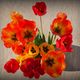 Le bouquet de tulipes en plonge