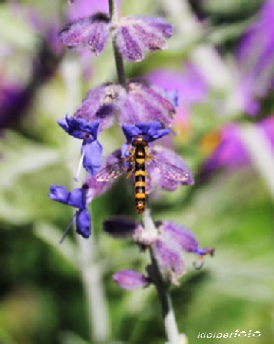 (676) besuch der letzten blüten