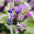 (676) besuch der letzten blüten