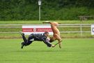 Schutzdienst im Hundesport - Angriff auf den Hund aus der Bewegung von Anke Müller