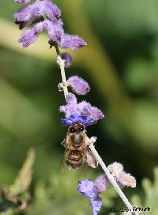 (677) biene bei der herbstarbeit