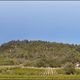 Pano of a vinyard in Menerbes