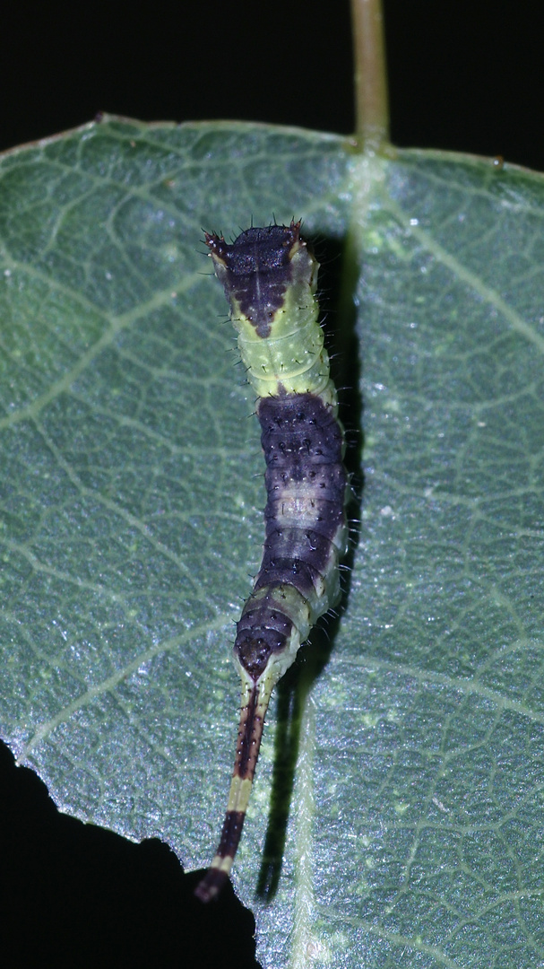 (6/8) Die Raupe des Espen-Gabelschwanzes (Furcula bifida)