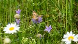 Blumenwiese es gibt sie noch by Wehrle Siegfried 