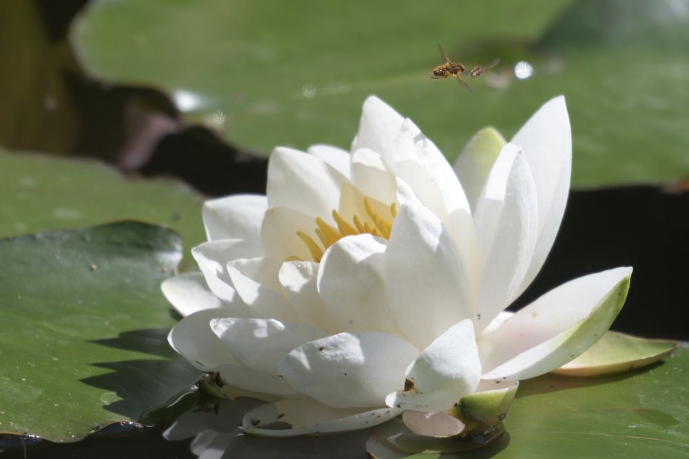 Seerose mit Schwebfliegen von Gerhard Großmann