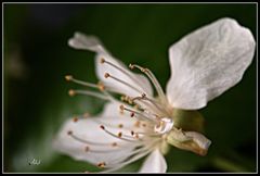 6824   ... endlich Frühling ....