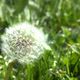 Pusteblume