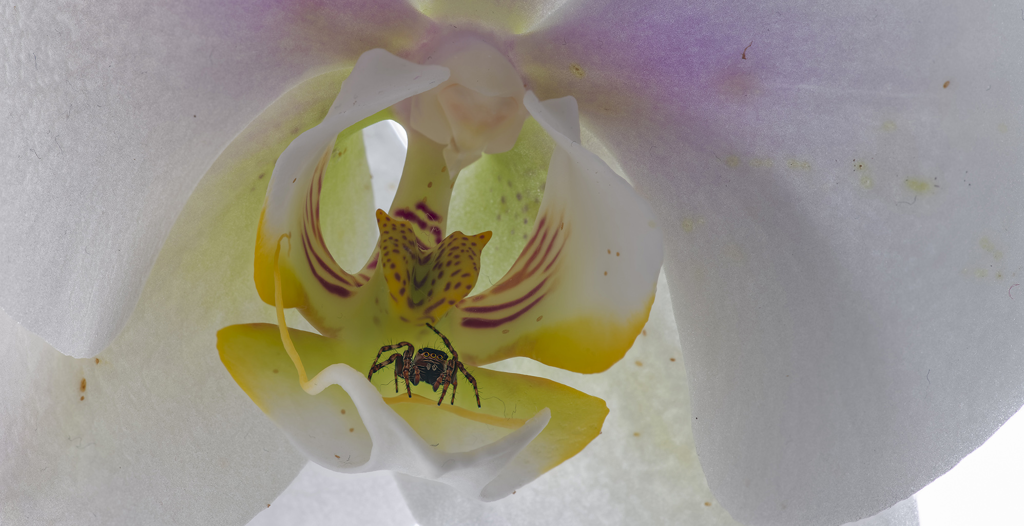 6847zff Orchidee  mit Spinne  Panorama