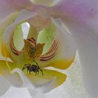 6847zff Orchidee  mit Spinne  Panorama