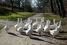 Platz da! Wir möchten ins Wasser ... von Didiworld