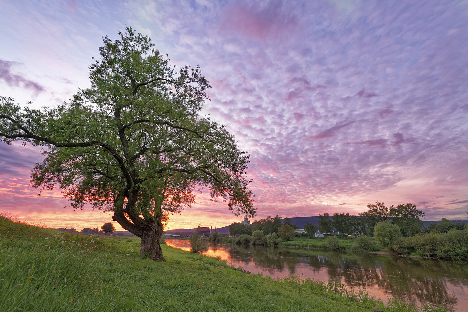 6860S Sonnenuntergang Rinteln an der Weser mit alter Weide