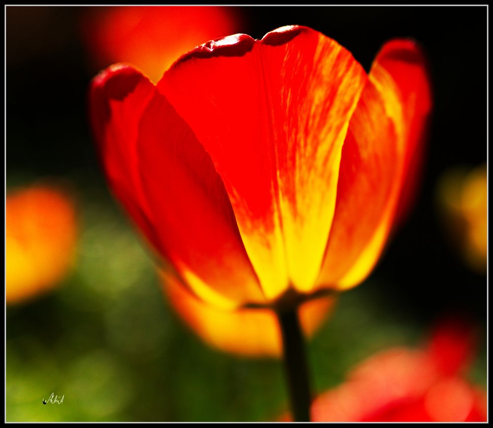 6870 --- Tulpen zu Ostern ---