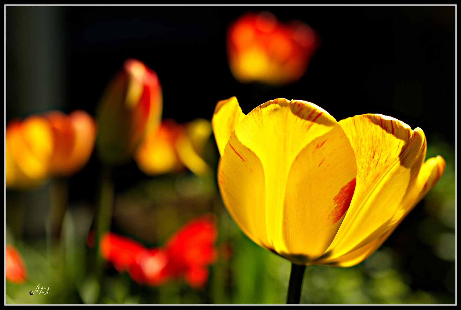 6877 --- Tulpen zu Ostern ---