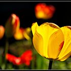 6877 --- Tulpen zu Ostern ---