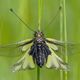 Libellen-Schmetterlingshaft ( Libelloides coccajus )