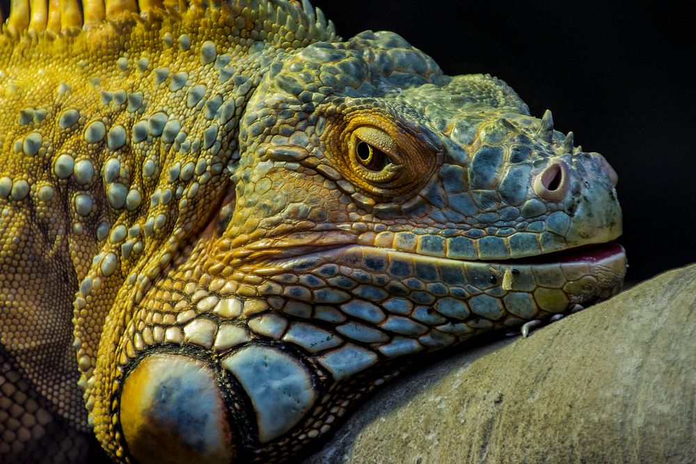 Leguan de flyfisherman 