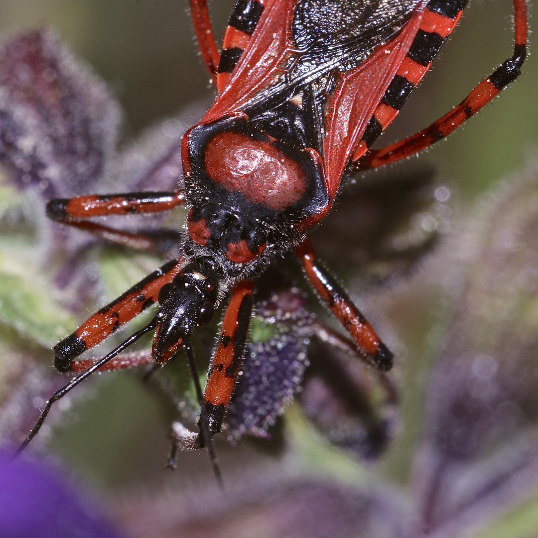 (6/9) Die Rote Mordwanze (Rhynocoris iracundus)