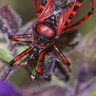 (6/9) Die Rote Mordwanze (Rhynocoris iracundus)