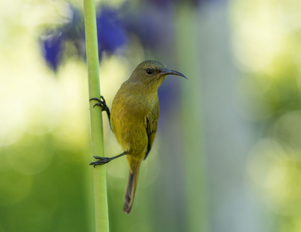 69 - Ein Nektarvogel in Kirstenbosch