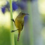 69 - Ein Nektarvogel in Kirstenbosch