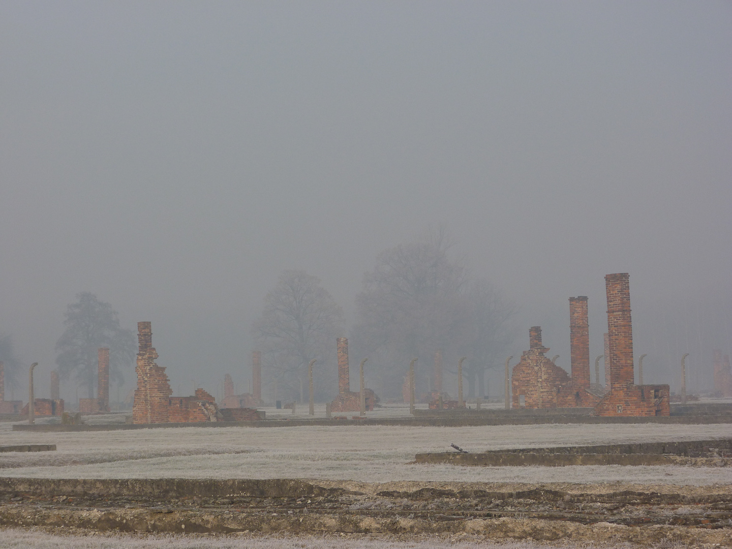 69. Jahrestag der Befreiung des Konzentrationsslager Auschwitz-Birkenau (6)