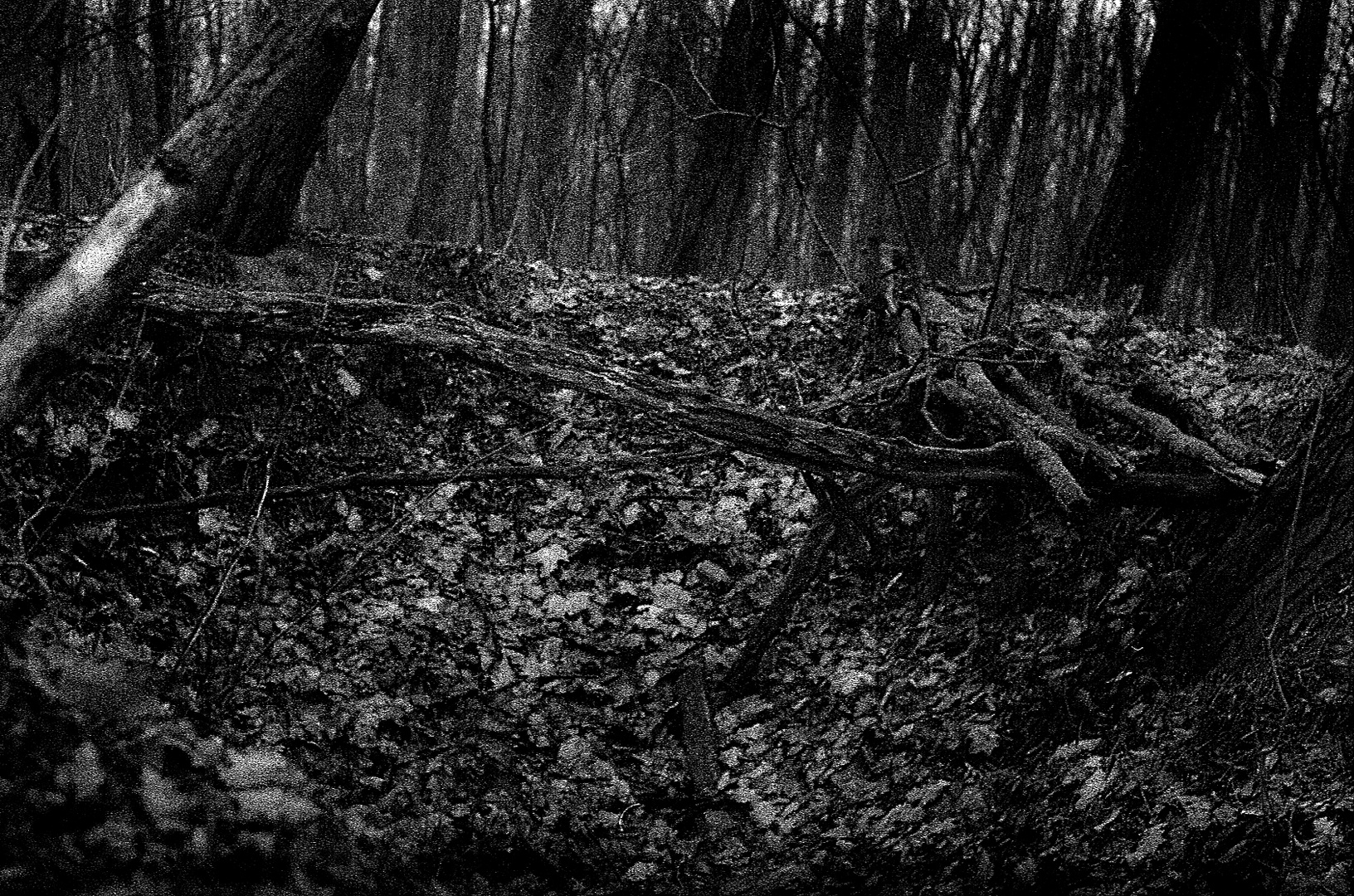 69 yr old trenches in the woods