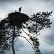 Storchennest im Vogelpark Bobenheim-Roxheim