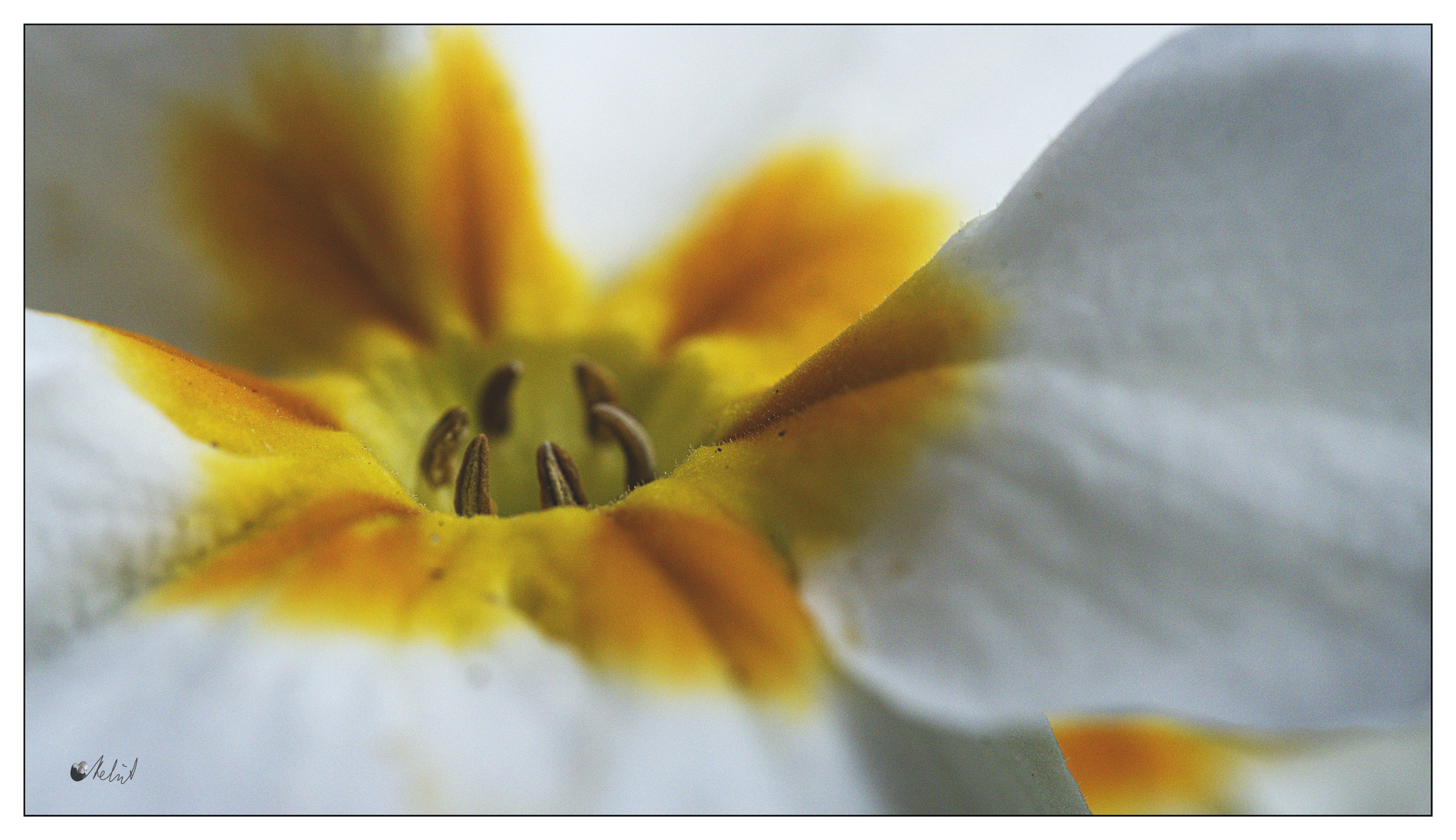 6914  ___    Blüten zum  Ostersonntag    *+*+