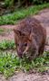 Wallaby_01 von RDK