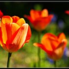 6955 --- Tulpen zu Ostern ---