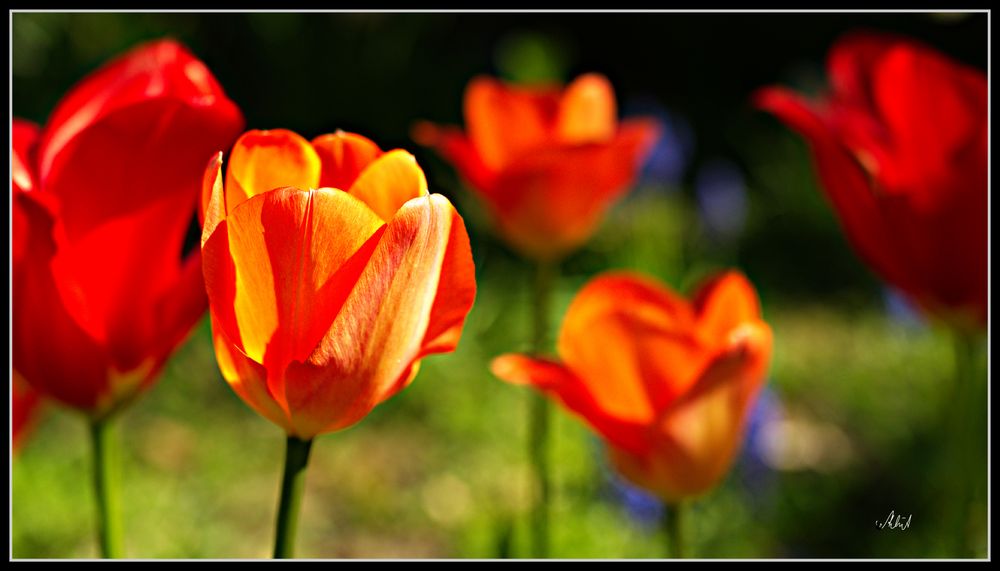 6955 --- Tulpen zu Ostern ---