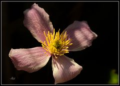 6976  --- eine Clematisblüte in der Morgensonne --