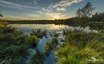 Lüneburger Heide