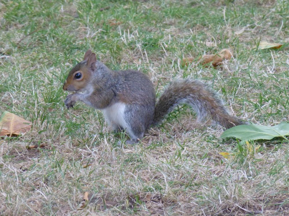 G. Hörnchen von Andreas D. Crimmitschau