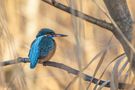 Eisvogel von Kai Rösler