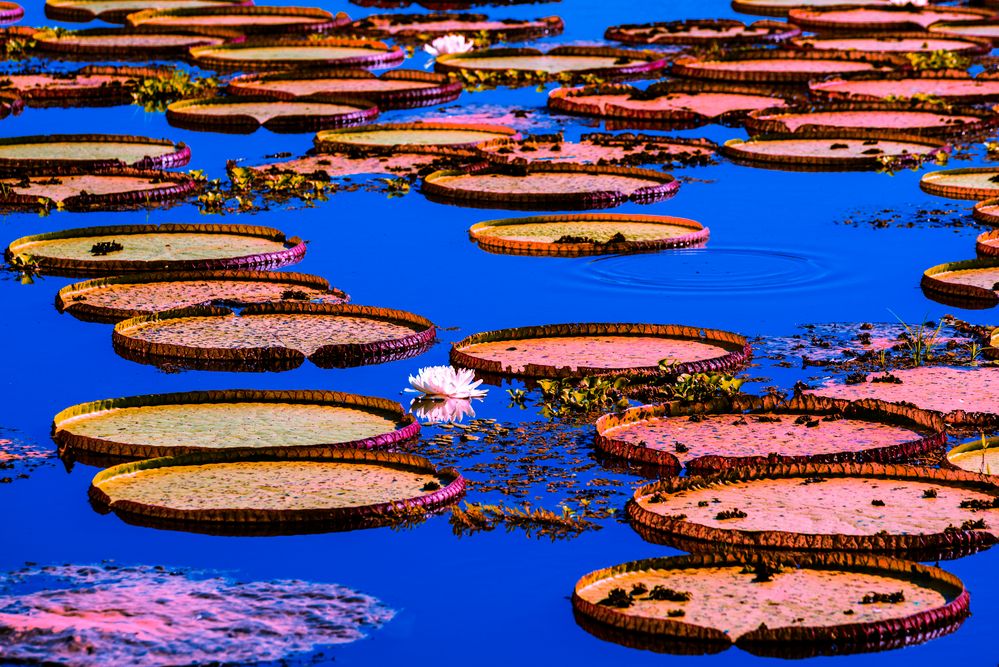 Riesenseerose, Victoria Amazonica von Michael Kersten