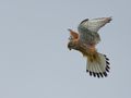 Turmfalke im Rüttelflug II von Olaf_Oli