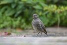 Kleines Vogelshooting von Erich Werner