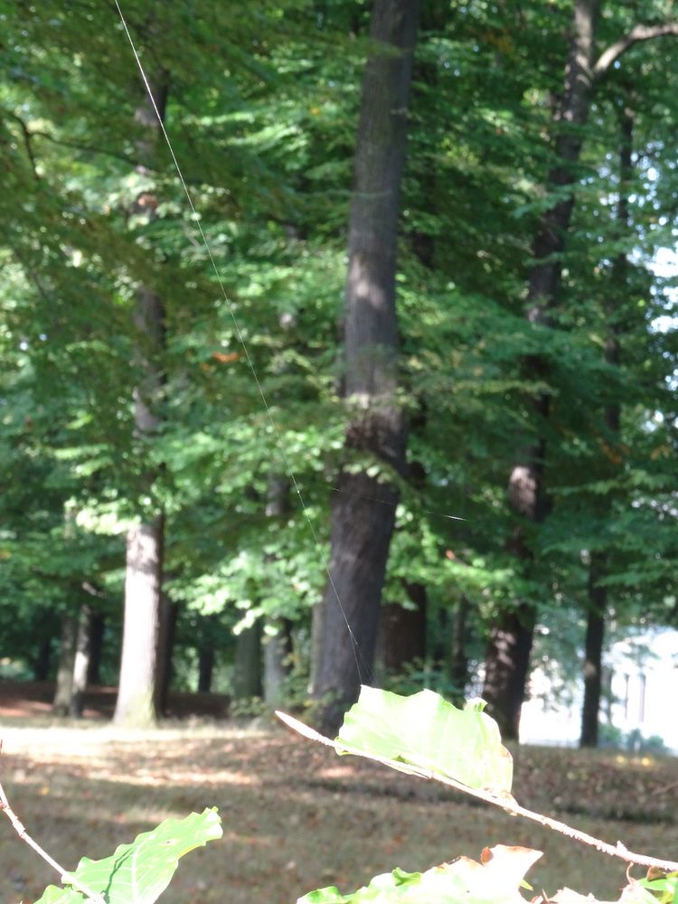 Spinnenfaden von Baum zu Baum von Möniich 