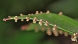 Bryophyllum von Christine Ge.