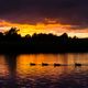 Irish ducks - near Devenish Island, Lough Erne