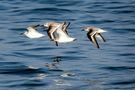 Vol de bécasseaux sanderling de Patrick FEREC