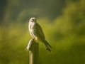 Die Mahlzeit ist gesichert von Brigitte Schönewald