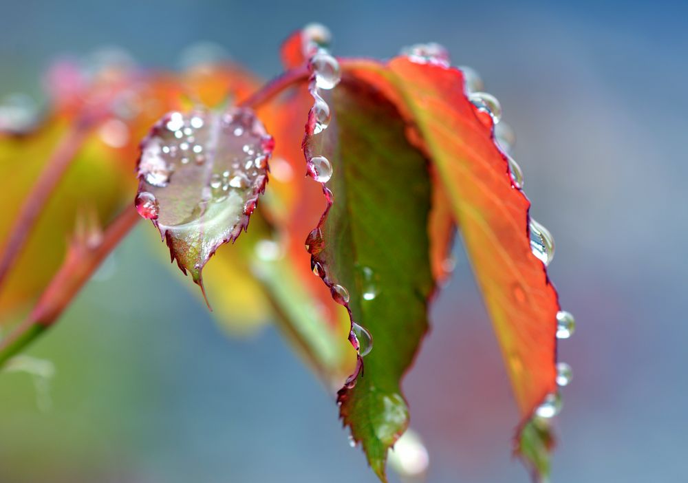 Sommerfrische von GUGIGEI 