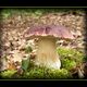 Kiefernsteinpilz (Boletus pinophilus)