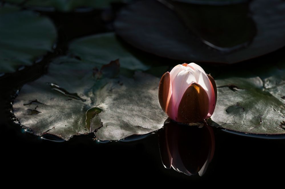 Seerose von roland.beck.ch