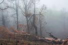 Im Wald von Maren Mueller