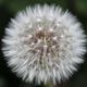 Pusteblume