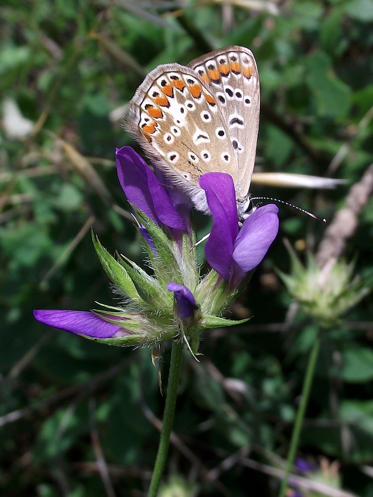 Ali e Petali di Saraxxx 